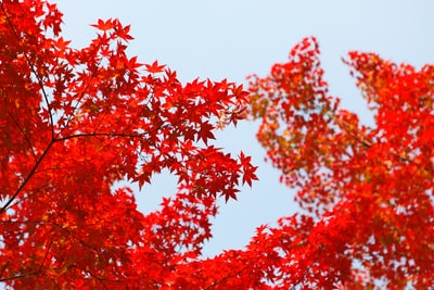 红叶树浅焦摄影